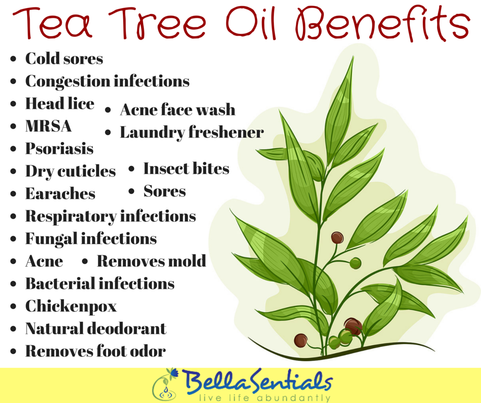 Tree tea oil benefits essential health skin teatree uploaded user oils healing