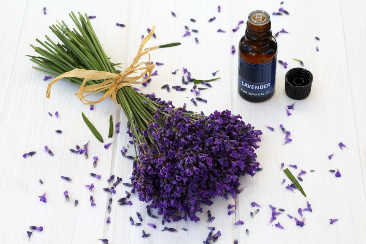 Lavender benefits oil essential health uses facts oils without organicfacts aromatherapy effects choose board