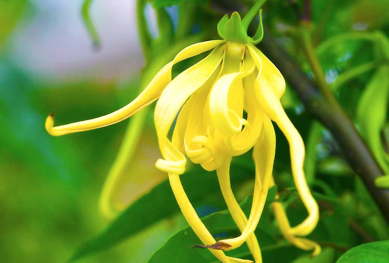 Ylang aqua4balance oils essential