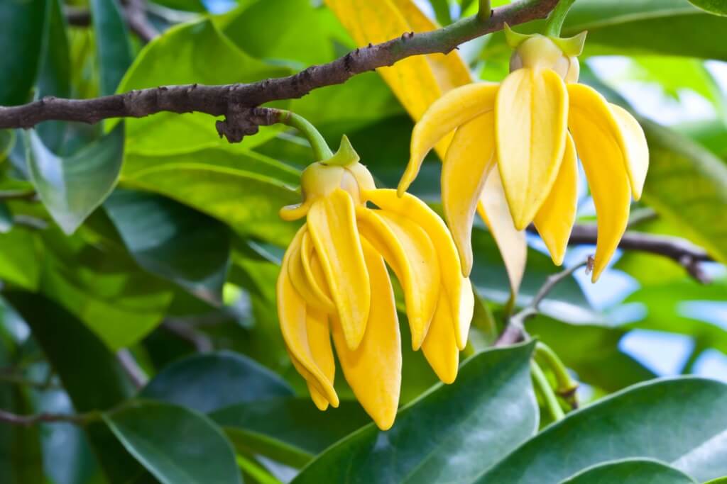 Ylang oil essential hair benefits ilang cananga flower odorata tree flowers la reunion comores description doterra