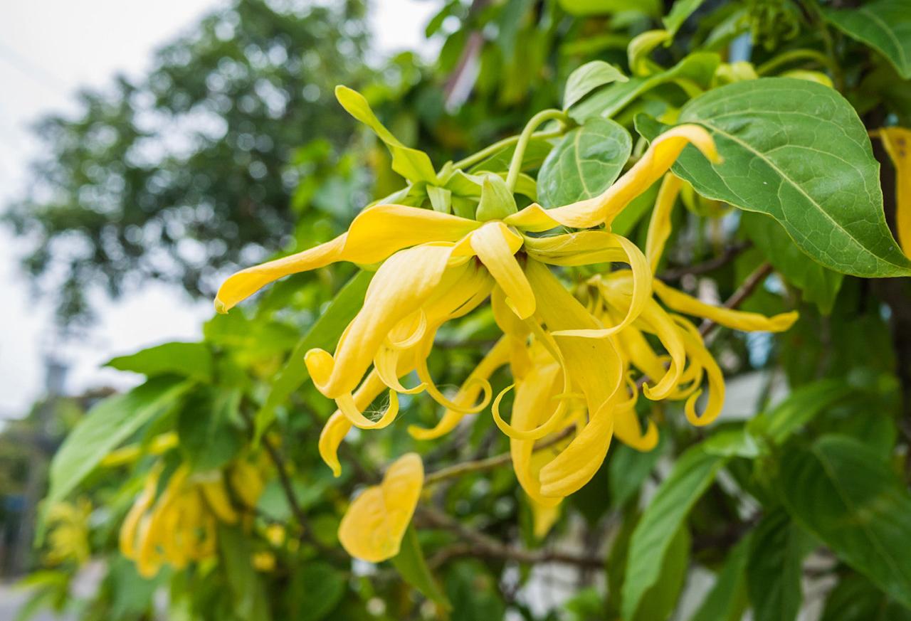 Ylang gluuhandmade