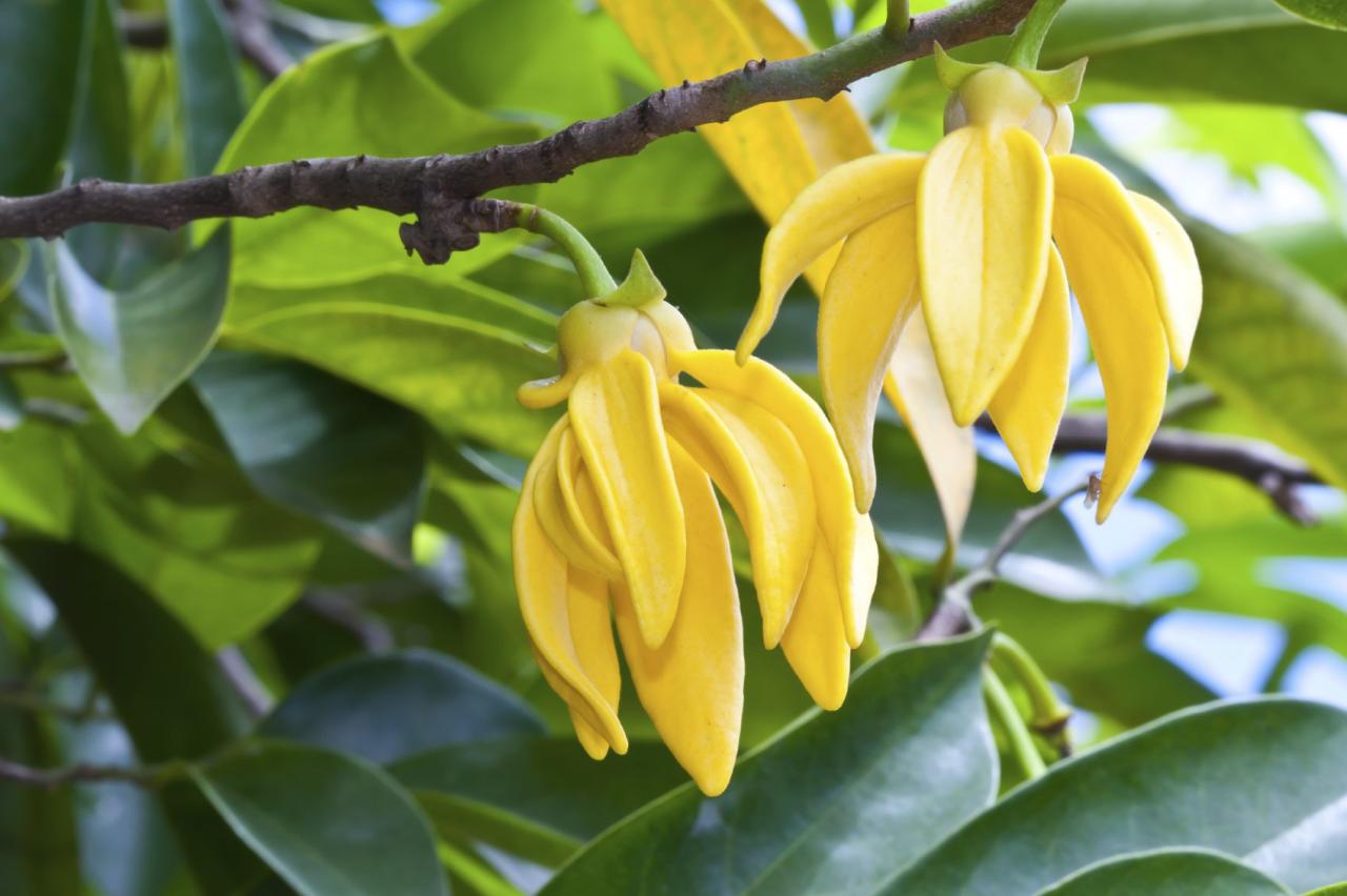 Ylang aqua4balance oils essential