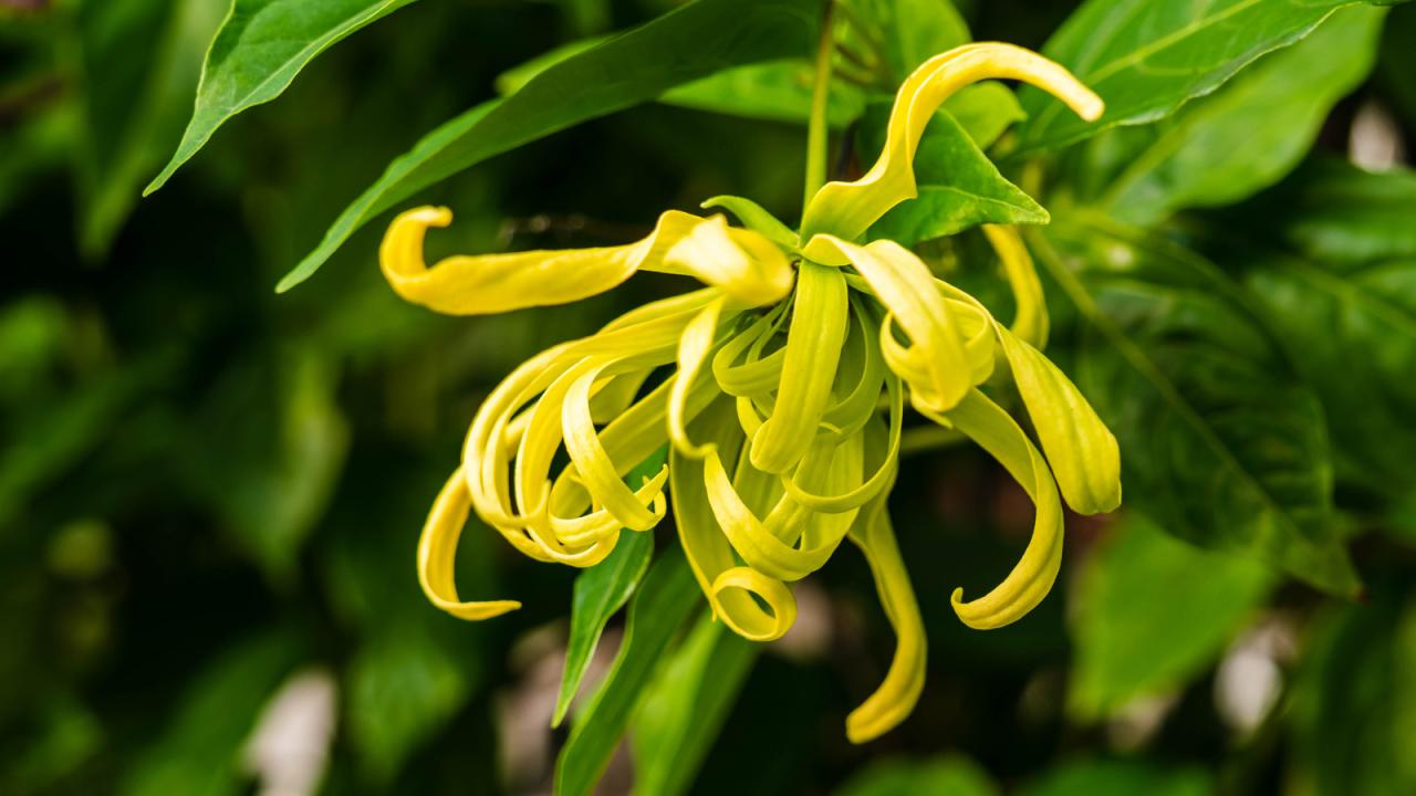 Ylang aqua4balance oils essential